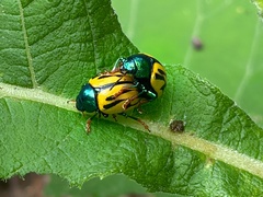 Leptinotarsa flavitarsis