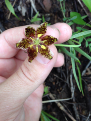 Fritillaria atropurpurea