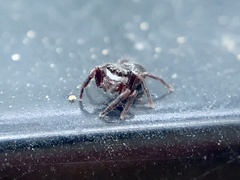 Chalcoscirtus diminutus