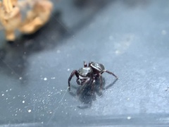 Chalcoscirtus diminutus