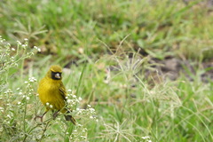 Crithagra citrinelloides