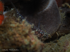 Tigrigobius macrodon