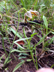 Fritillaria atropurpurea