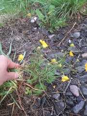 Ranunculus auricomus