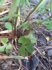 Ranunculus auricomus