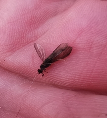 Mystacides longicornis