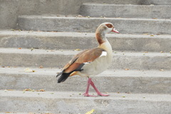 Alopochen aegyptiaca