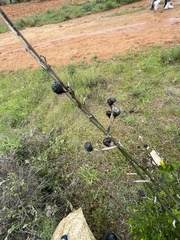 Chrysojasminum fruticans