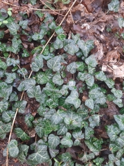 Hedera helix