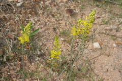 Bulbine succulenta