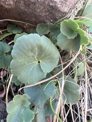 Heuchera parvifolia