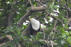 Haliaeetus vocifer