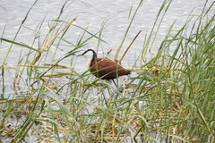 Actophilornis africanus