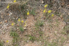 Bulbine succulenta