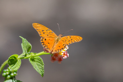 Dione vanillae maculosa