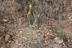 Bulbine succulenta
