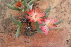 Ruschia dichroa