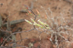 Adromischus marianiae
