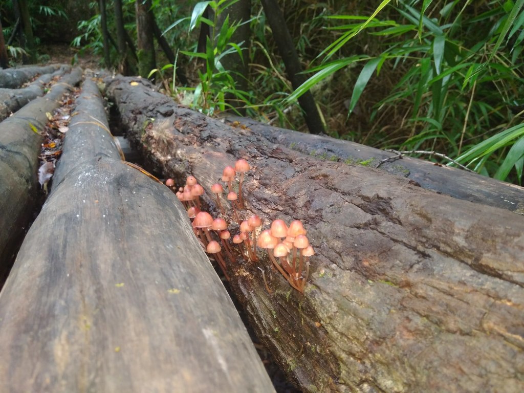 Mycena haematopus · April 2018 · photo: © cristianriquelme (iNaturalist, cc-by)