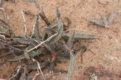 Adromischus marianiae