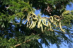 Vachellia robusta clavigera