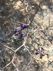 Psorothamnus arborescens arborescens