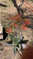 Aloe striata