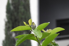 Zosterops abyssinicus