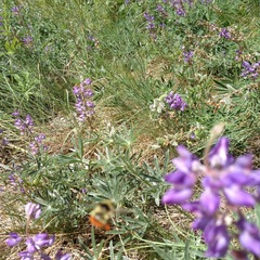 Bombus centralis