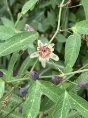 Passiflora ornithoura image