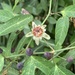 Passiflora ornithoura - Photo (c) tboney777, alguns direitos reservados (CC BY-NC)