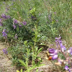 Bombus centralis