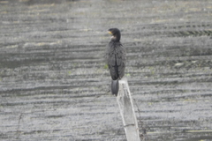 Phalacrocorax carbo