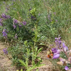 Bombus centralis