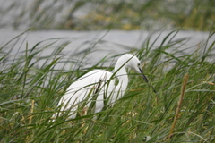 Egretta garzetta