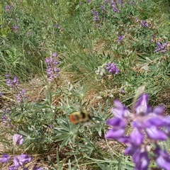 Bombus centralis