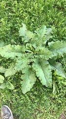Arctium