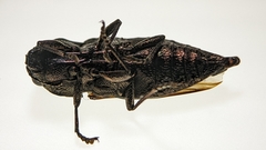 Dicerca spreta