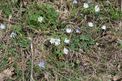 Anemonoides caucasica