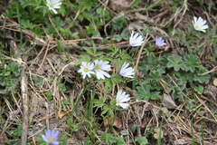 Anemonoides caucasica