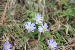 Anemonoides caucasica