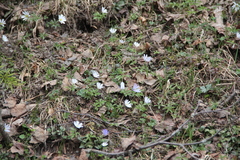 Anemonoides caucasica