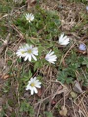 Anemonoides caucasica