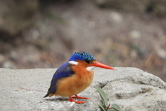 Corythornis cristatus