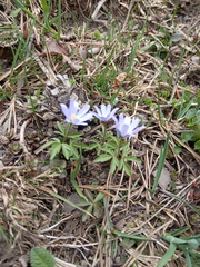 Anemonoides caucasica