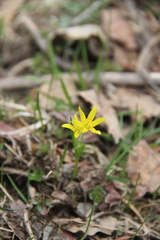 Gagea sulfurea
