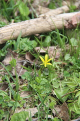Gagea sulfurea