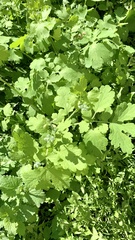 Chelidonium majus
