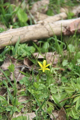 Gagea sulfurea