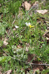 Gagea sulfurea